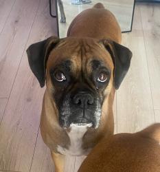 Lost Female Dog last seen Lindley and Vanowen , Los Angeles, CA 91335