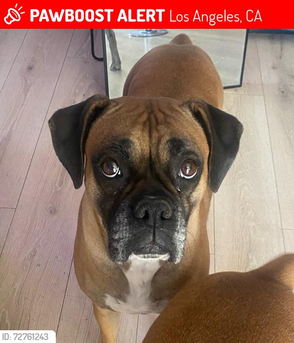 Lost Female Dog last seen Lindley and Vanowen , Los Angeles, CA 91335