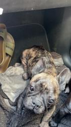 Lost Female Dog last seen Atlantic Shores Blvd And Federal Hwy, Hollywood, FL 33020