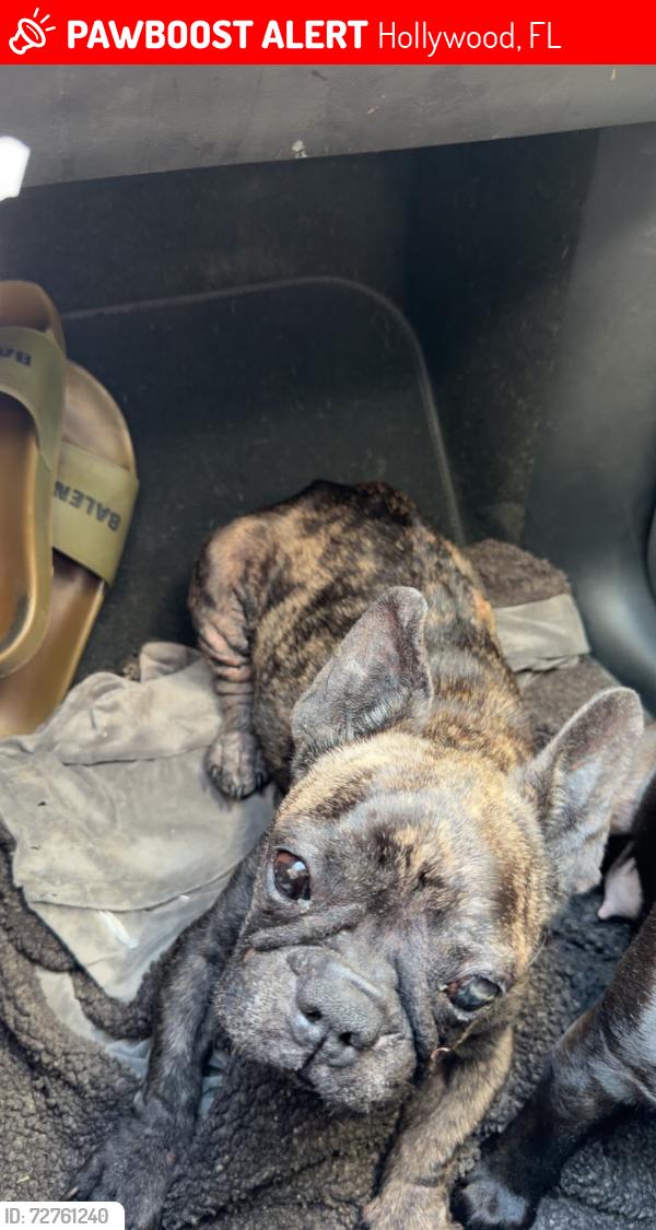 Lost Female Dog last seen Atlantic Shores Blvd And Federal Hwy, Hollywood, FL 33020