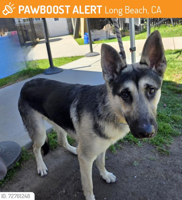 Found/Stray Male Dog last seen Near E San Antonio Dr suite h, Long Beach, CA 90807, Long Beach, CA 90807