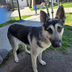 Found/Stray Male Dog last seen Near E San Antonio Dr suite h, Long Beach, CA 90807, Long Beach, CA 90807