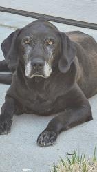 Found/Stray Male Dog last seen Trails Edge Ct, Greenville County, SC 29617