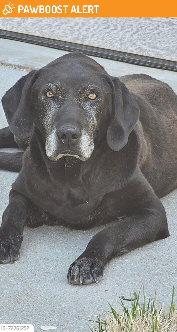 Found/Stray Male Dog last seen Trails Edge Ct, Greenville County, SC 29617