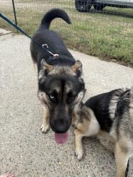 Found/Stray Female Dog last seen N Ripon Rd, Ripon, CA 95366