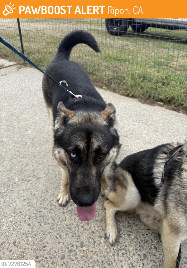 Found/Stray Female Dog last seen N Ripon Rd, Ripon, CA 95366