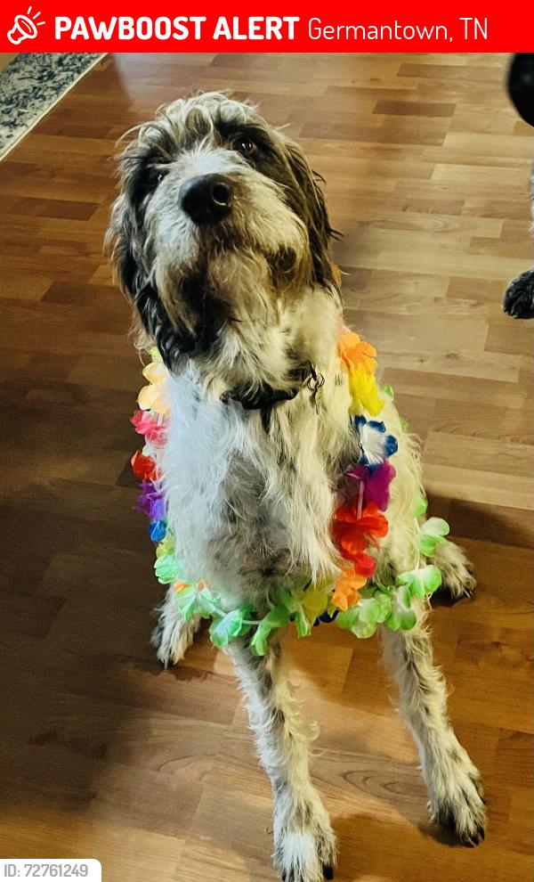 Lost Male Dog last seen Dogwood Rd and Forest Hill, Germantown, TN 38139