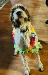 Lost Male Dog last seen Dogwood Rd and Forest Hill, Germantown, TN 38139