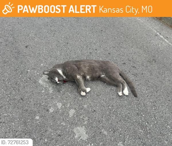 Found/Stray Unknown Cat last seen Near 55th and Paseo, across the street from Pauls liqor , Kansas City, MO 64110