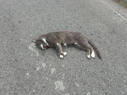 Found/Stray Unknown Cat last seen Near 55th and Paseo, across the street from Pauls liqor , Kansas City, MO 64110