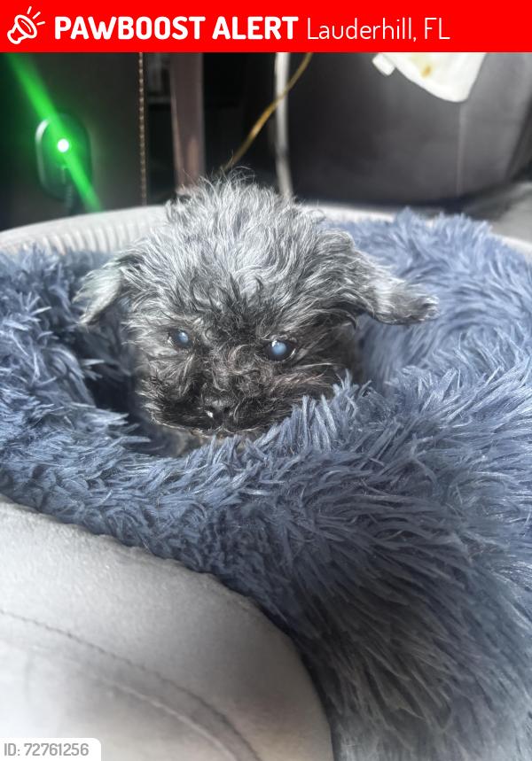 Lost Female Dog last seen mcdonald’s , Lauderhill, FL 33313