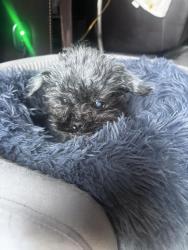Lost Female Dog last seen mcdonald’s , Lauderhill, FL 33313