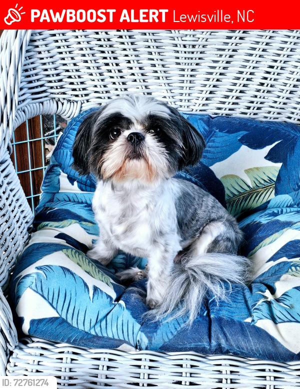 Lost Male Dog last seen Chockecherry lane and Big tree in woods behind Big Tree, Lewisville, NC 27023