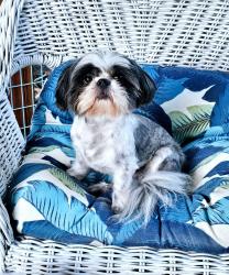 Lost Male Dog last seen Chockecherry lane and Big tree in woods behind Big Tree, Lewisville, NC 27023