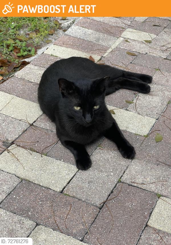 Found/Stray Female Cat last seen Lake ave , West Palm Beach, FL 33405