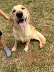 Found/Stray Female Dog last seen Hiwasse Rd & 150th, Jones, OK 73049