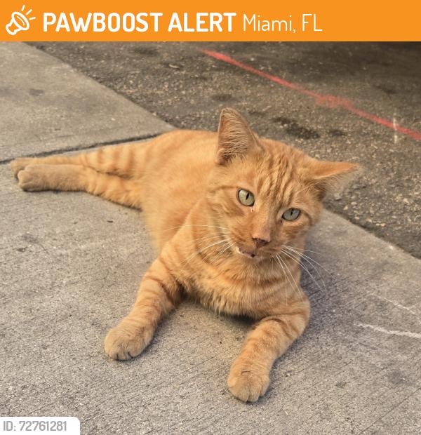 Found/Stray Unknown Cat last seen Near Ave and 166 st, Miami, FL 33177
