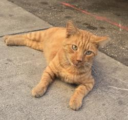 Found/Stray Unknown Cat last seen Near Ave and 166 st, Miami, FL 33177
