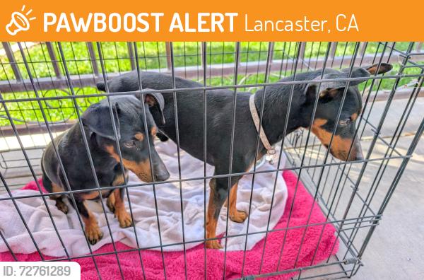 Found/Stray Male Dog last seen Kildare, Lancaster, CA 93535