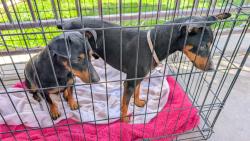 Found/Stray Male Dog last seen Kildare, Lancaster, CA 93535