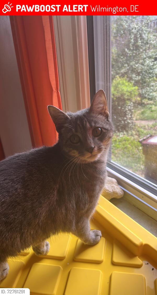 Lost Female Cat last seen Near the big tree in the roundabout., 1-10 Corbin Ct, Wilmington DE, Wilmington, DE 19805