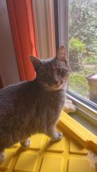 Lost Female Cat last seen Near the big tree in the roundabout., 1-10 Corbin Ct, Wilmington DE, Wilmington, DE 19805