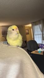 Lost Male Bird last seen Ward and Bolsa, Santa Ana, CA 92701