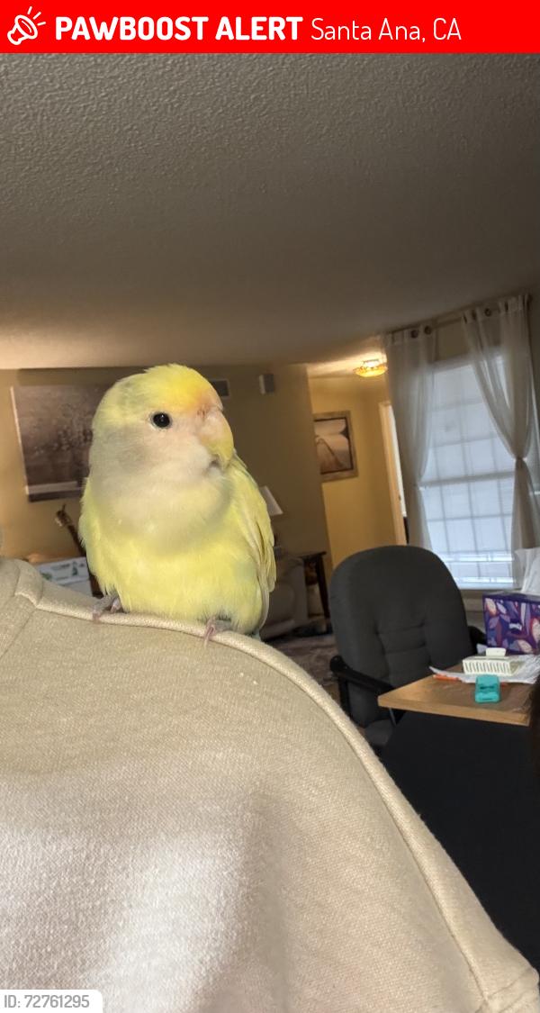 Lost Male Bird last seen Ward and Bolsa, Santa Ana, CA 92701