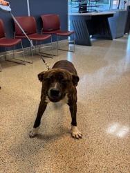 Shelter Stray Male Dog last seen Near BLOCK NW 108 LN, Doral, FL 33122