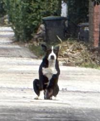 Found/Stray Male Dog last seen Near street/NE 2nd ave , Miami Shores, FL 33138