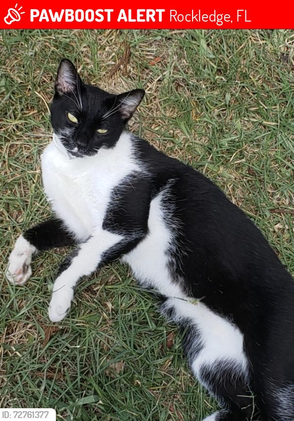 Lost Male Cat last seen Kings Post Rd, Georgetown, Rockledge, FL 32955