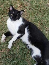 Lost Male Cat last seen Kings Post Rd, Georgetown, Rockledge, FL 32955