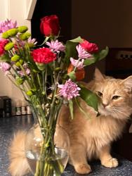 Lost Male Cat last seen E Doris, Jacksonville, NC 28540