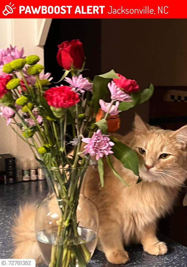Lost Male Cat last seen E Doris, Jacksonville, NC 28540
