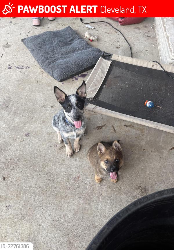 Lost Male Dog last seen Reeds meat market , Cleveland, TX 77327