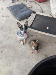 Lost Male Dog last seen Reeds meat market , Cleveland, TX 77327
