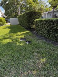 Found/Stray Unknown Rabbit last seen Walnut Ave winter park, Winter Park, FL 32789