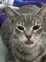Found/Stray Male Cat last seen Between Revere and Rome street, North Las Vegas, NV 89084