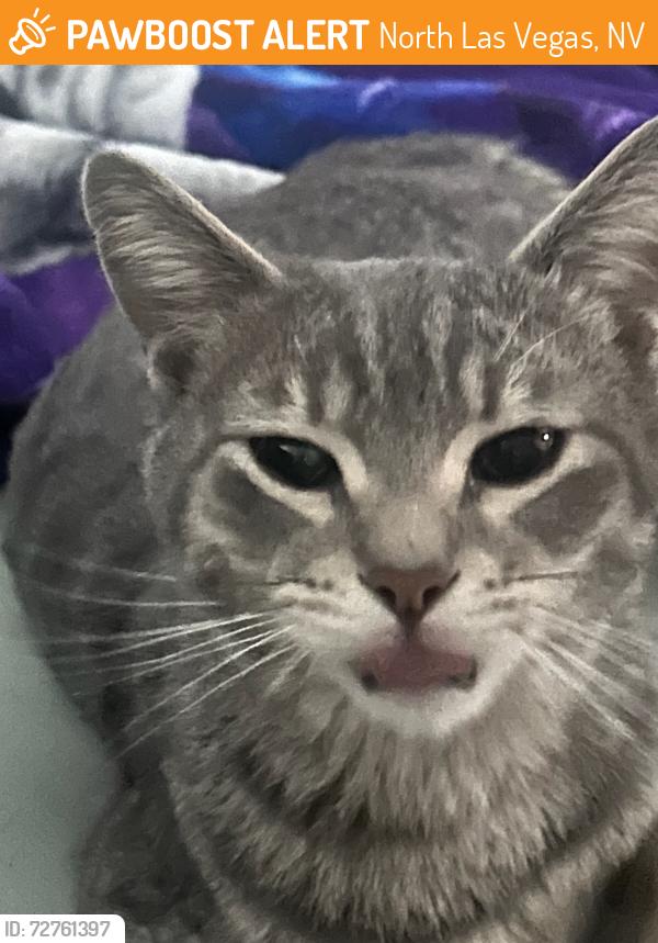 Found/Stray Male Cat last seen Between Revere and Rome street, North Las Vegas, NV 89084
