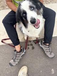 Found/Stray Unknown Dog last seen Armaan Way Converse, TX  78109 United States, Converse, TX 78109