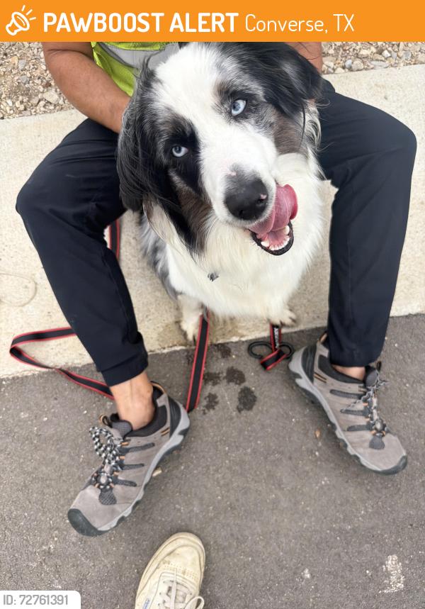 Found/Stray Unknown Dog last seen Armaan Way Converse, TX  78109 United States, Converse, TX 78109