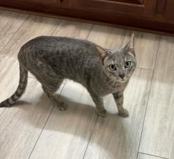 Found/Stray Female Cat last seen Shannon pkwy and University Ct, Visalia, CA 93291