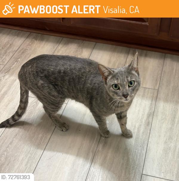 Found/Stray Female Cat last seen Shannon pkwy and University Ct, Visalia, CA 93291