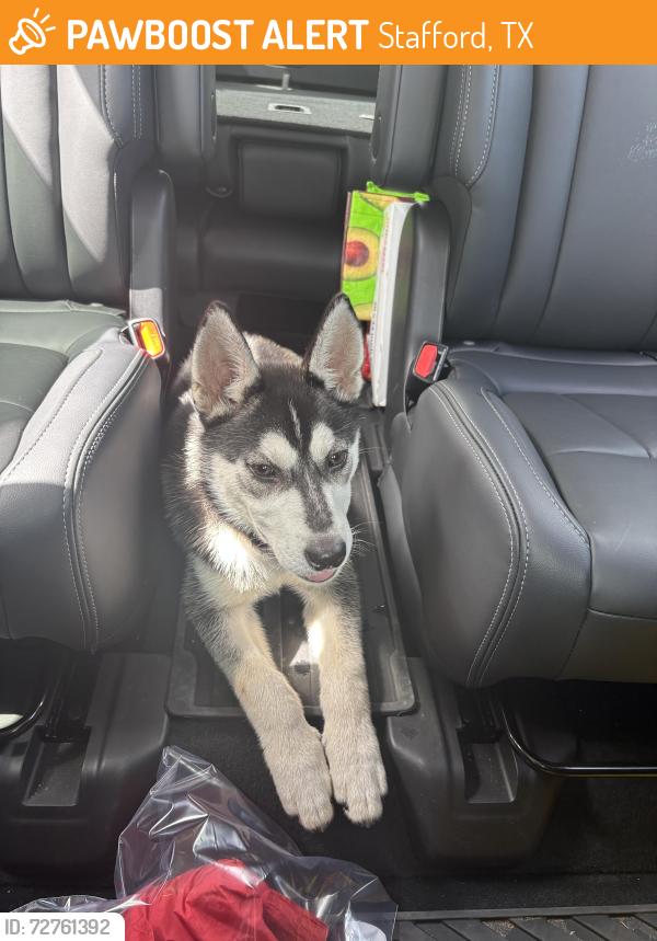 Found/Stray Male Dog last seen Restoration Hardware Outlet Stafford, Stafford, TX 77477