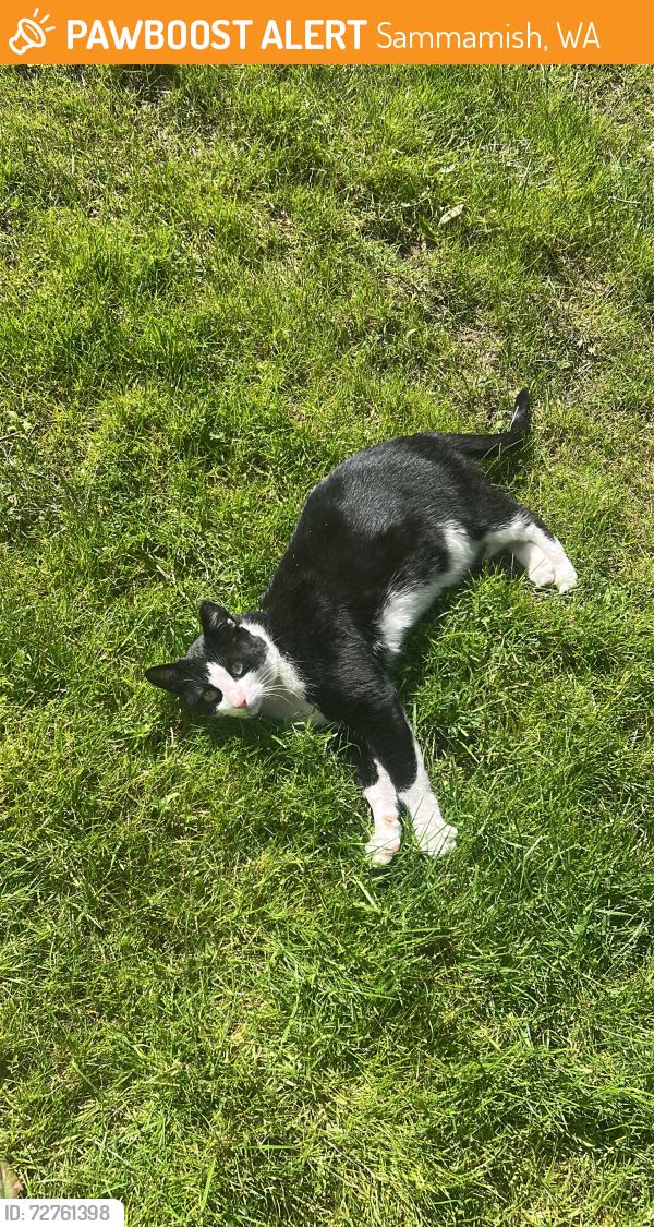 Found/Stray Male Cat last seen Pine lake middle school , Sammamish, WA 98075