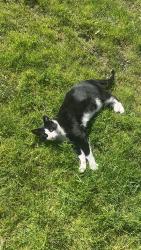 Found/Stray Male Cat last seen Pine lake middle school , Sammamish, WA 98075