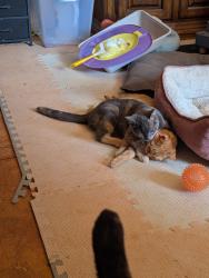 Lost Male Cat last seen Lake st and Santee st, Cowpens, SC 29330