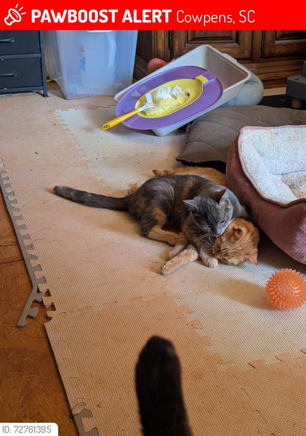 Lost Male Cat last seen Lake st and Santee st, Cowpens, SC 29330
