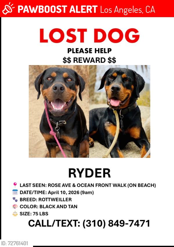Lost Female Dog last seen Rose ave, Venice boardwalk , Los Angeles, CA 90291