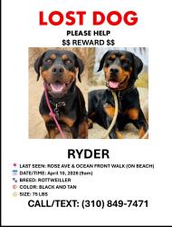 Lost Female Dog last seen Rose ave, Venice boardwalk , Los Angeles, CA 90291